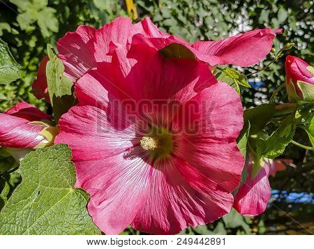 Flower In The Garden Background Image Of Flowers