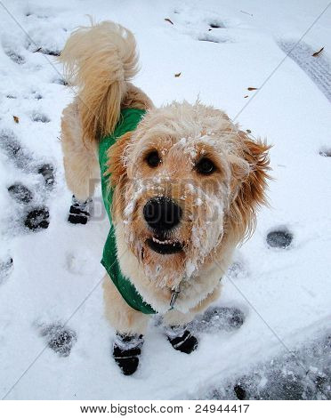 雪 Goldendoodle