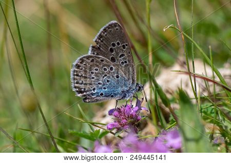 Large Blue (maculinea Arion) Nectaring. Butterfly, Once Extinct In The Uk, In The Family Lycaenidae 