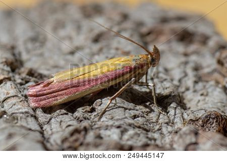 Oncocera Semirubella Micro Moth. Insect In The Family Pyralidae At Rest, With Striking Purple And Ye