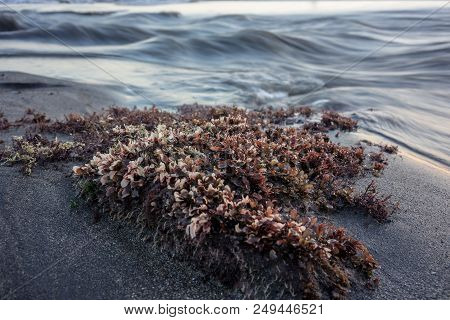 Close Up View Of Red Algae Seaweed, Rhodophyta On Tropical Beach