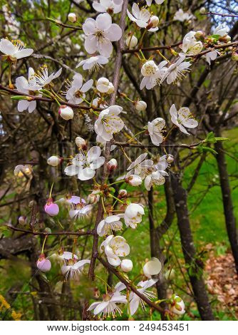 Branches Of Blooming Cherry Plums In The Early Spring In The Garden.