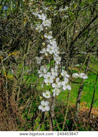 Branches Of Blooming Cherry Plums In The Early Spring In The Garden.