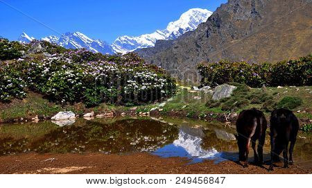 Cows In Mountain Lake Nandadevi Sanctuary Drinking