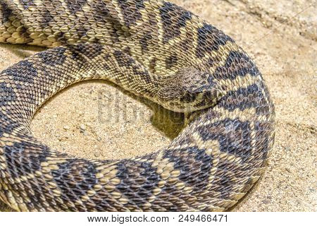 Closeup Shot Of A Eastern Diamondback Rattlesnake