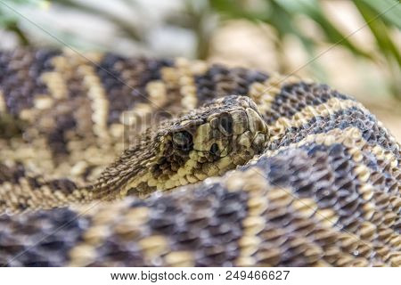 Closeup Shot Of A Eastern Diamondback Rattlesnake
