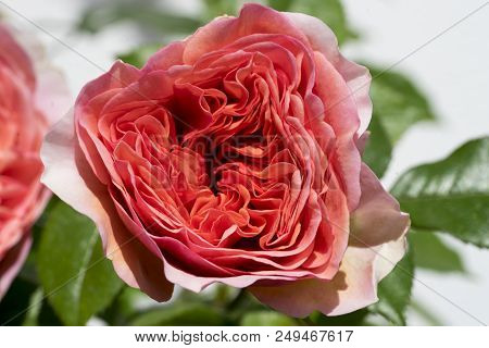 Close-up Of A Coralline Rose In The Garden In Summer