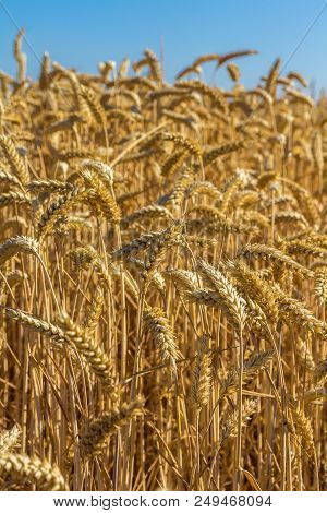 Golden Wheat Closeup With Atural Blue Sky Background