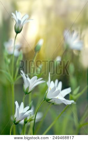Greater Stitchwort Is Early Spring Blooming Plant