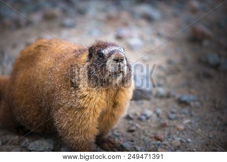 Yellow-bellied Marmot Marmota Flaviventris Looking Towards The Camera