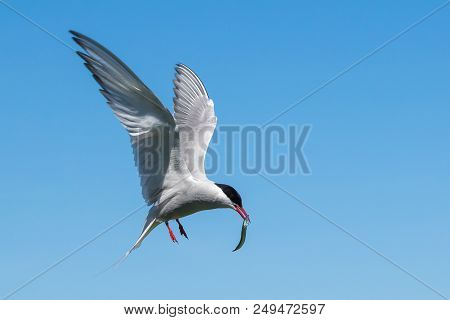 An Arctic Tern With A Sand Eel Approaches Her Nest At The Farne Islands
