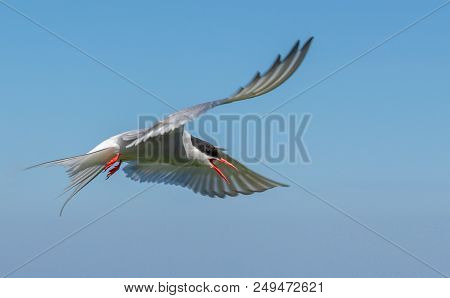 An Arctic Tern On The Farne Islands Is Definding Her Nest