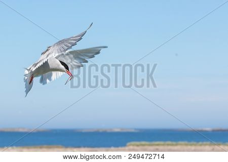An Arctic Tern With A Sand Eel Approaches Her Nest At The Farne Islands