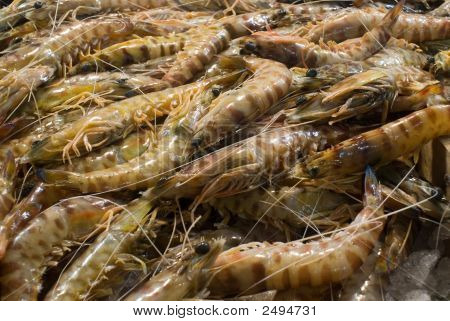 กุ้งจาก Meditteranean ที่ตลาดท้องถิ่น