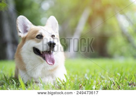 Corgi Dog Smile And Happy On The Grass In Summer Sunny Day