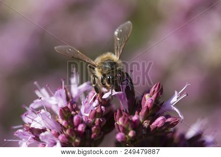 Honey Bee on Origanum (Oregano) laevigatum 'Herenhausen'