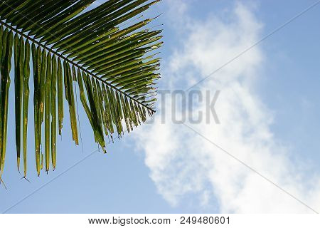 Green Palm Leaf On A Blue Sky With White Cloud On Vacation