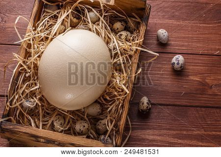 Big Ostrich Egg On Straw Surround By Quail Eggs, Copyspace.