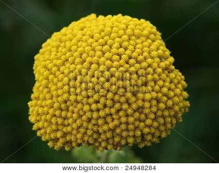 Fernleaf civanperçemi (achillea Filipendulina)