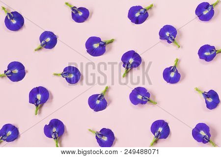 Butterfly Pea, Blue Pea Flower Herbal. Healthy And Herb Concept.