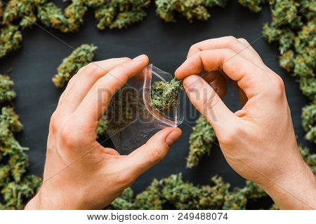 Grinder A Lot Ofx Marijuana, Fresh Buds Of Cannabis Many Weed. Copy Spase Copy-space