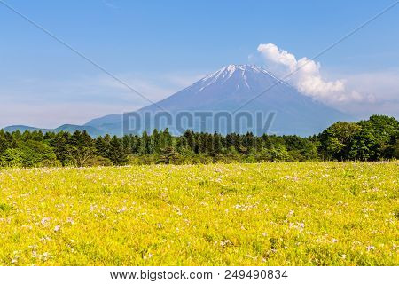 Mount Fuji San In Cear Day With Green Grass Foreground