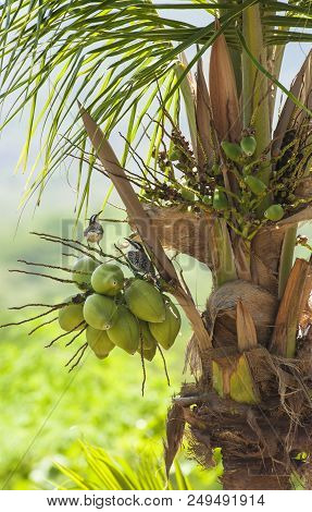 A Pair Rufous-naped Wrens Check Out The Nesting Options In A Coconut Palm Tree
