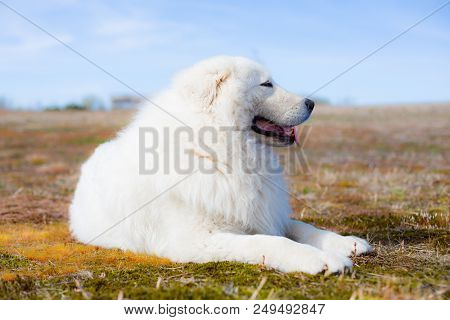 Portrait Of Beautiful Maremma Sheepdog. Big White Fluffy Dog Lying On Moss In The Field On A Sunny D
