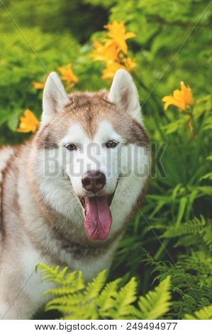 Close-up Portrait Of Cute Beige Dog Breed Siberian Husky With Tonque Hanging Out Sitting In Green Gr