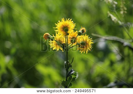 Backlit View Yellow Hawks Beard Wildflower Bunch