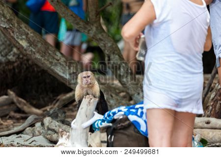 An Angry Looking White Face Monkey In Manuel Antonio National Park In Costa Rica Begging For Food  N