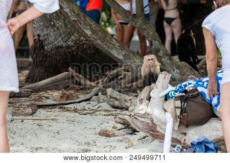 An Angry Looking White Face Monkey In Manuel Antonio National Park In Costa Rica Begging For Food  N