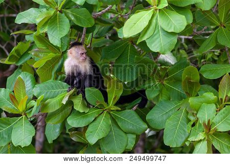 A White Faced Monkey Sitting In A Tree In Manuel Antonio Natural Park In Costa Rica.