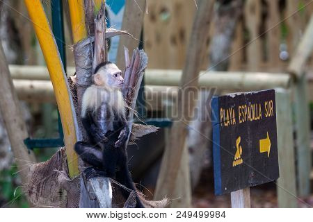 A Small White Faced Monkey Sitting On A Broken Palm Tree Next To A Beach Sign In Manuel Antonio Natu