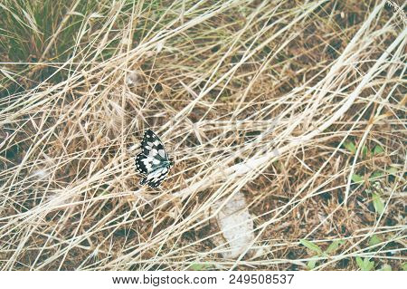 Black And White Galatea Butterfly Closeup Sitting In A Dry Grass