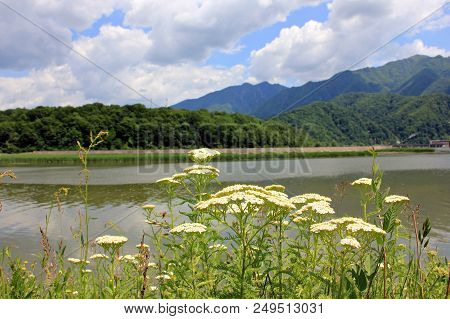 Flowers And Mountains. Olt River Gorge. European Route E81 Passing Through Mountains Next To The Olt