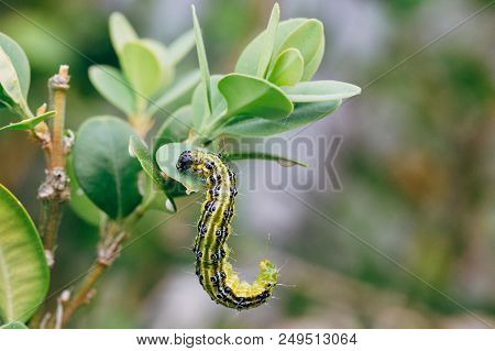 Cydalima Perspectalis, Know As Box Tree Moth.