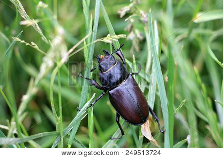 Lucanus Cervus Is The Best-known Species Of Stag Beetle (family Lucanidae) In Western Europe. Female