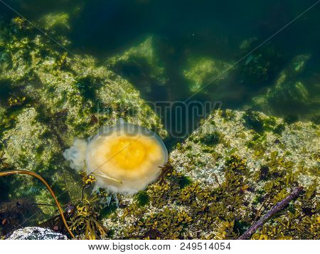 Fried Egg Jellyfish