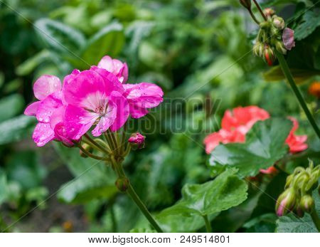 Pelargonium Flower In The Summer Garden After Rain. Raindrops On The Petals Of Pelargonium. Pink Flo