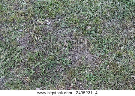 Texture Of The Trampled Grass After Mowing See The Ground