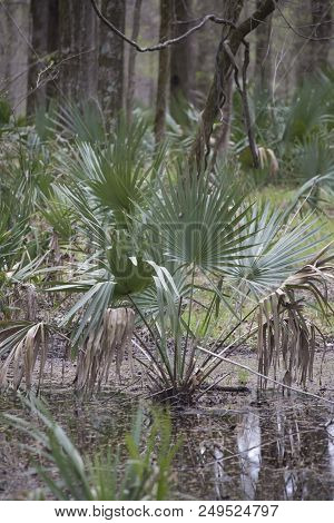 Dwarf Palmetto Plants Growing In Shallow Swamp Water