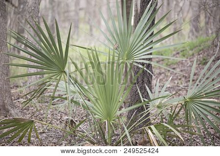 Dwarf Palmetto Plants Growing Deep In A Forest