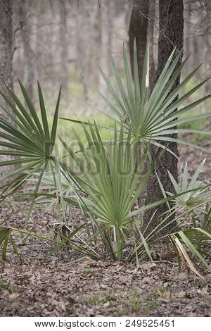 Dwarf Palmetto Plants Growing Deep In A Forest