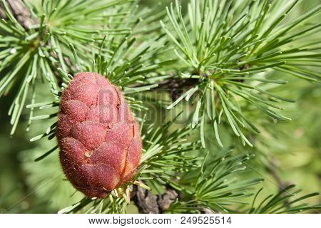 Purple Fir Cone On The Tree Close-up Outdoor.