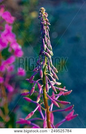 Willow-herb Pink Epilobium Flowers Of Fireweed Epilobium Or Chamerion Angustifolium In Bloom Ivan Te
