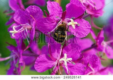 Willow-herb Pink Epilobium Flowers Of Fireweed Epilobium Or Chamerion Angustifolium In Bloom Ivan Te