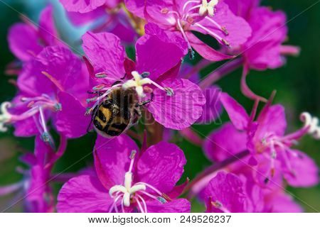 Willow-herb Pink Epilobium Flowers Of Fireweed Epilobium Or Chamerion Angustifolium In Bloom Ivan Te