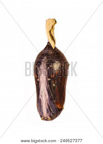A Darkened Ready To Emerge Pupa Of The Plain Tiger, Or African Monarch Butterfly, Danaus Chrysippus,