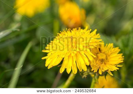 Dandelion In The Grass. Spring, Spring Flowers, Place For Text